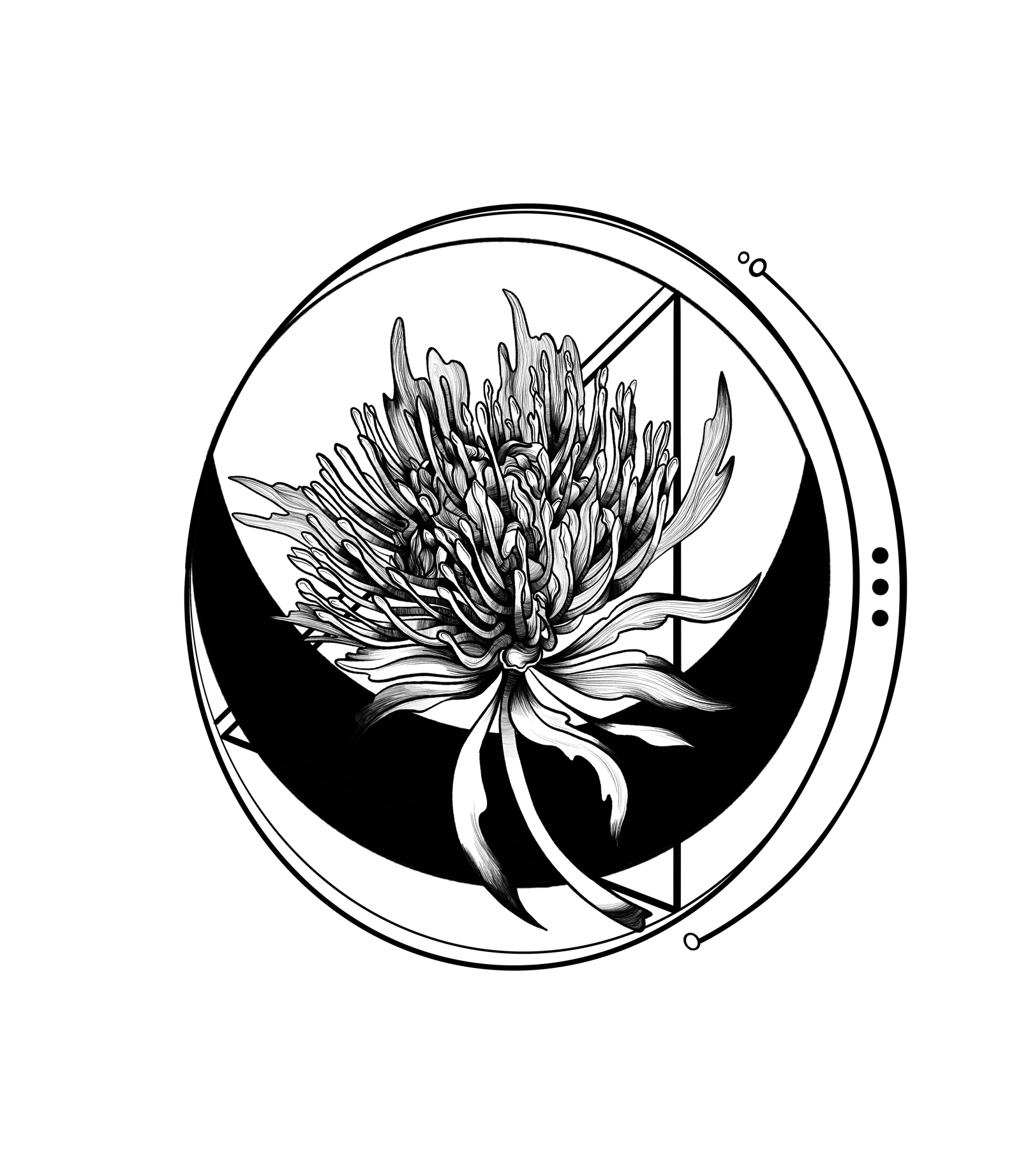 Protea Graphic 12