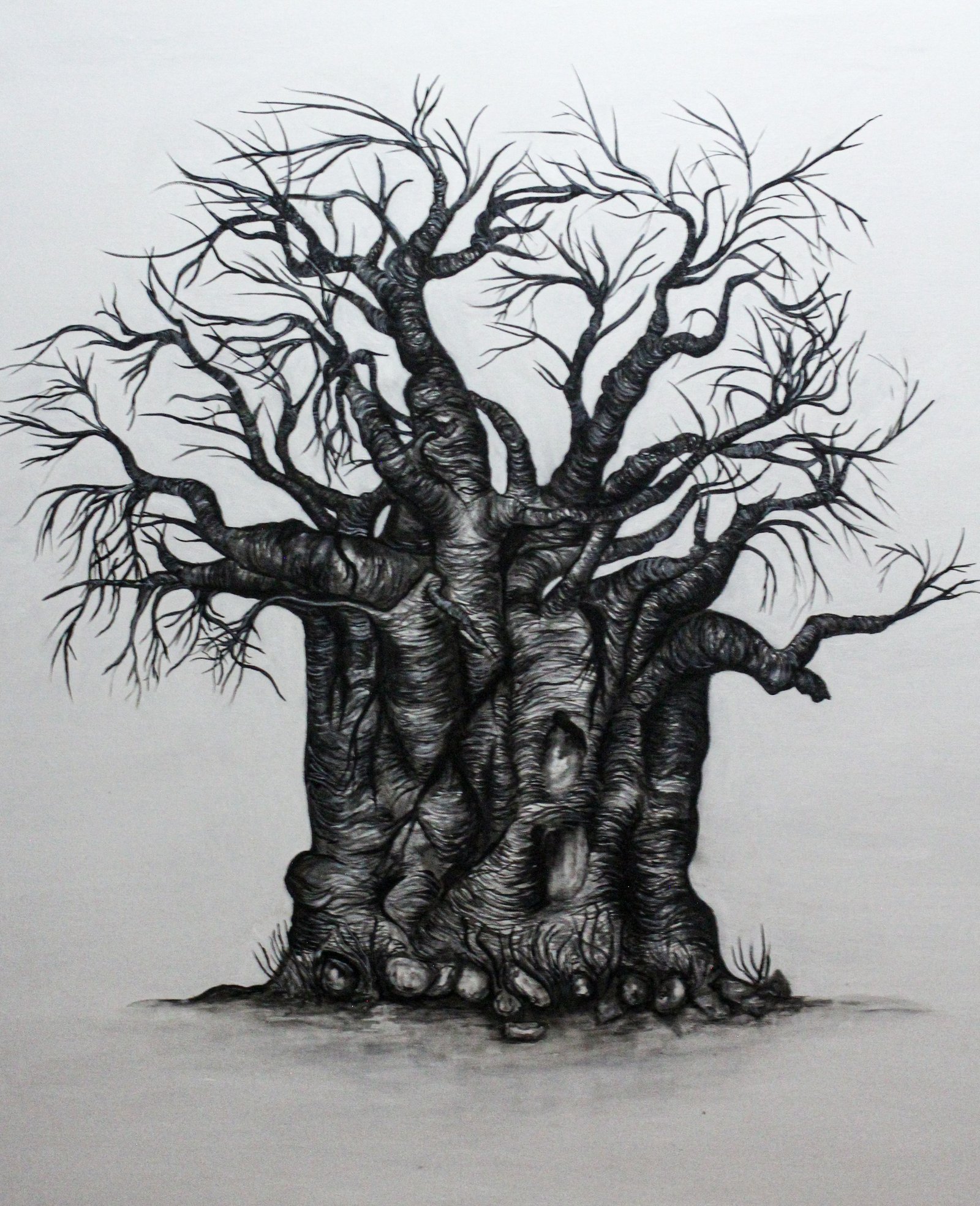 Baobab 6